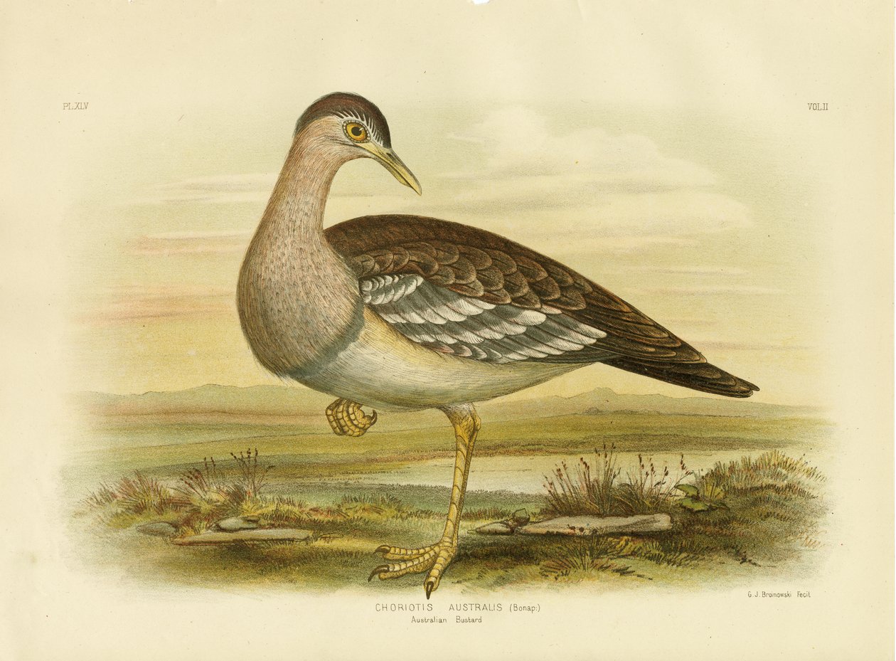 Australian Bustard Or Bush Turkki, 1891 tekijältä Gracius Broinowski