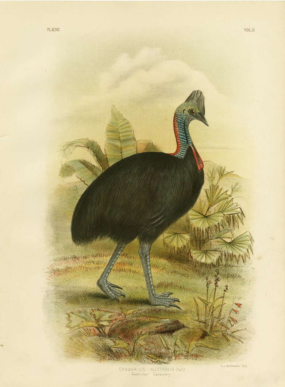 Australian Cassowary tai Southern Cassowary, 1891 tekijältä Gracius Broinowski