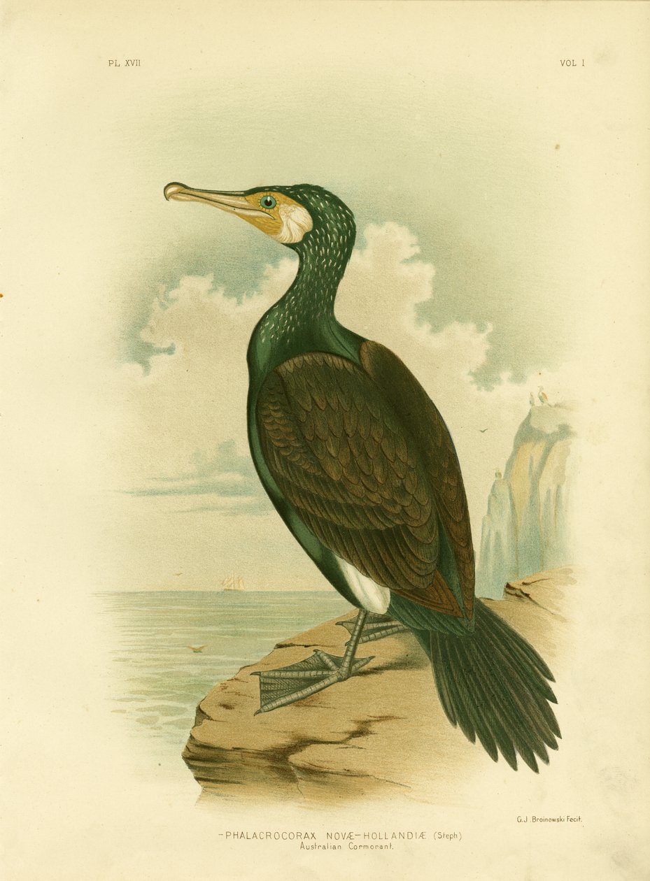 Australian merimetso, 1891 tekijältä Gracius Broinowski