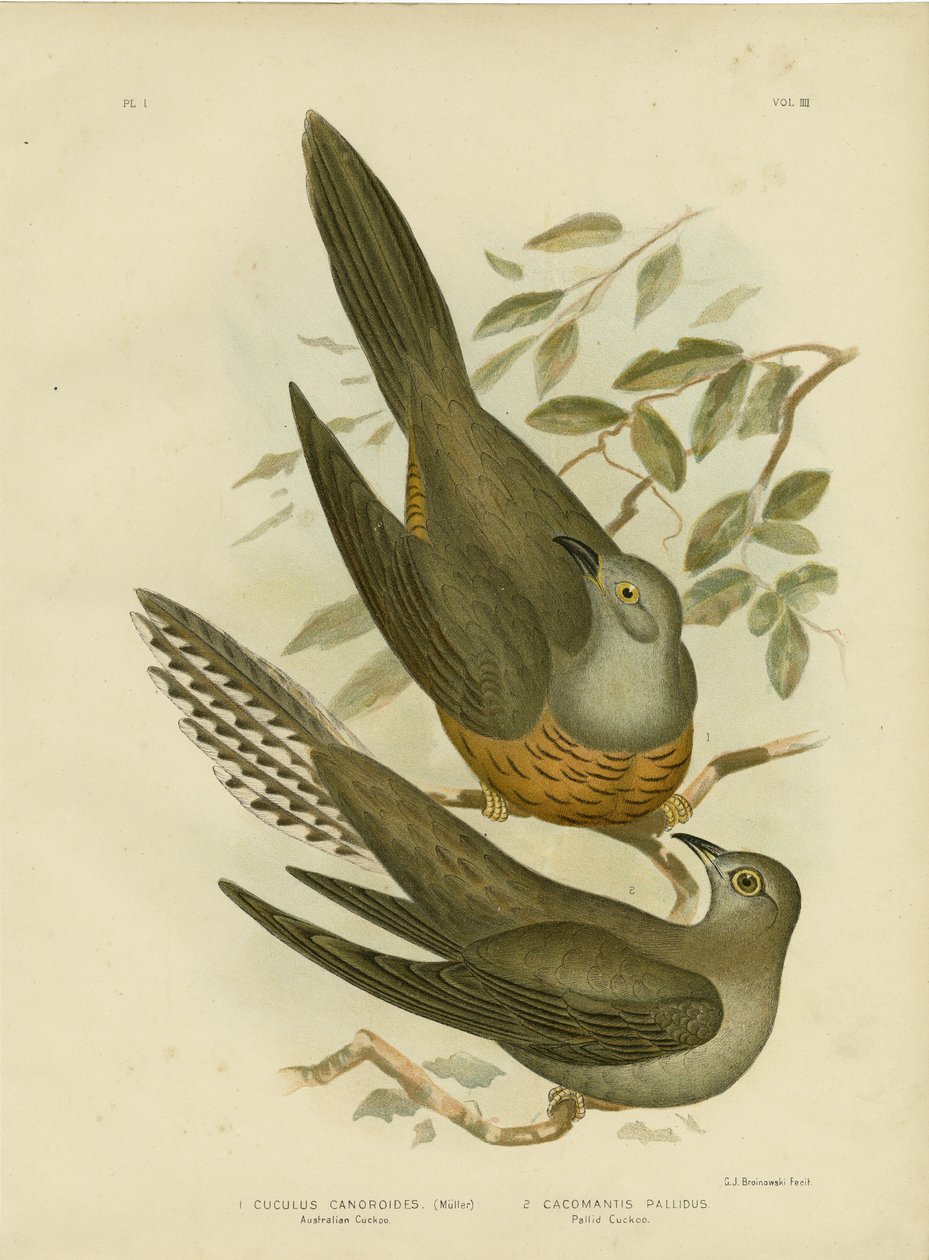 Australian käki, 1891 tekijältä Gracius Broinowski