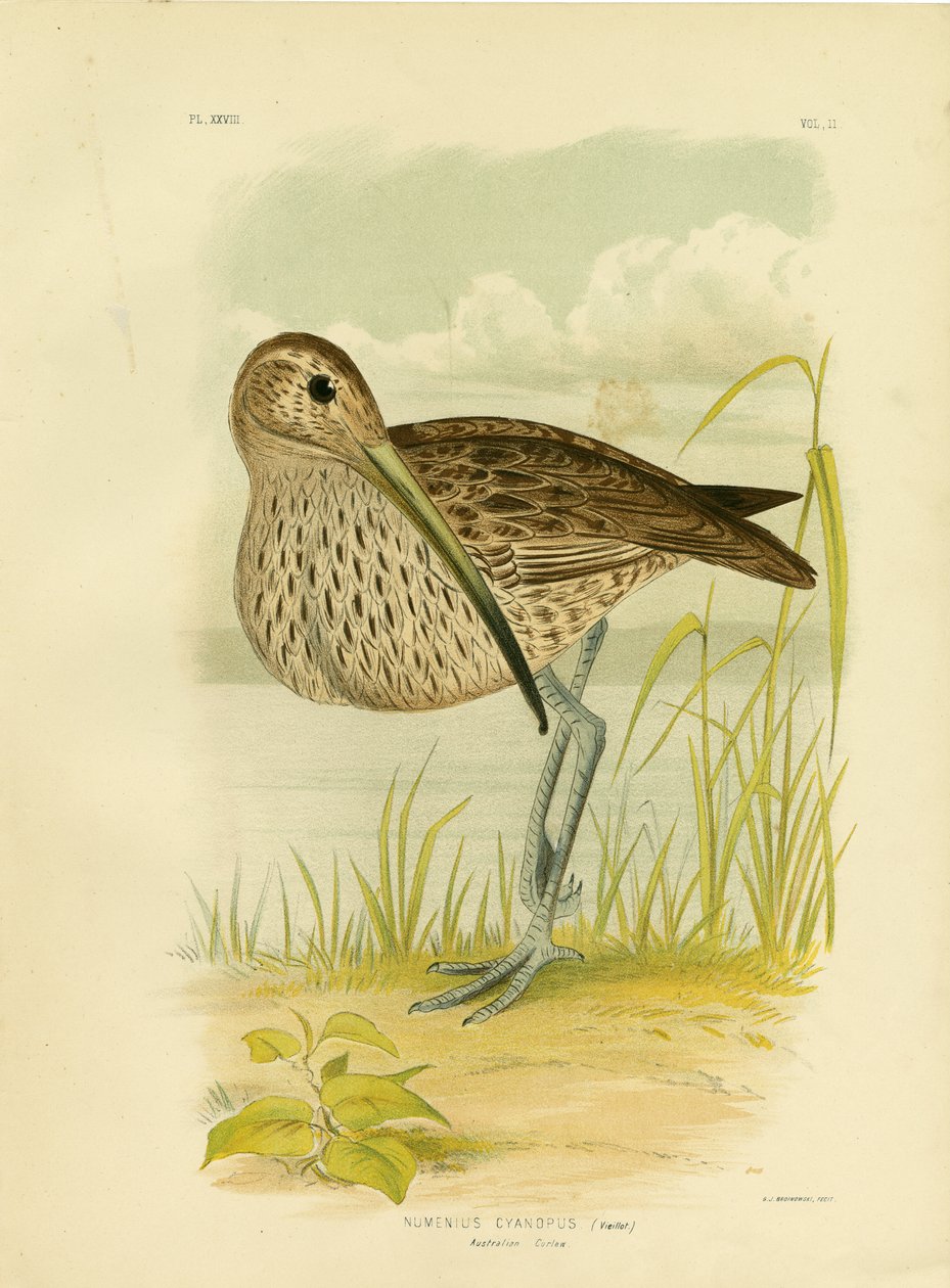 Australian Curlew tai Kaukoidän Curlew, 1891 tekijältä Gracius Broinowski
