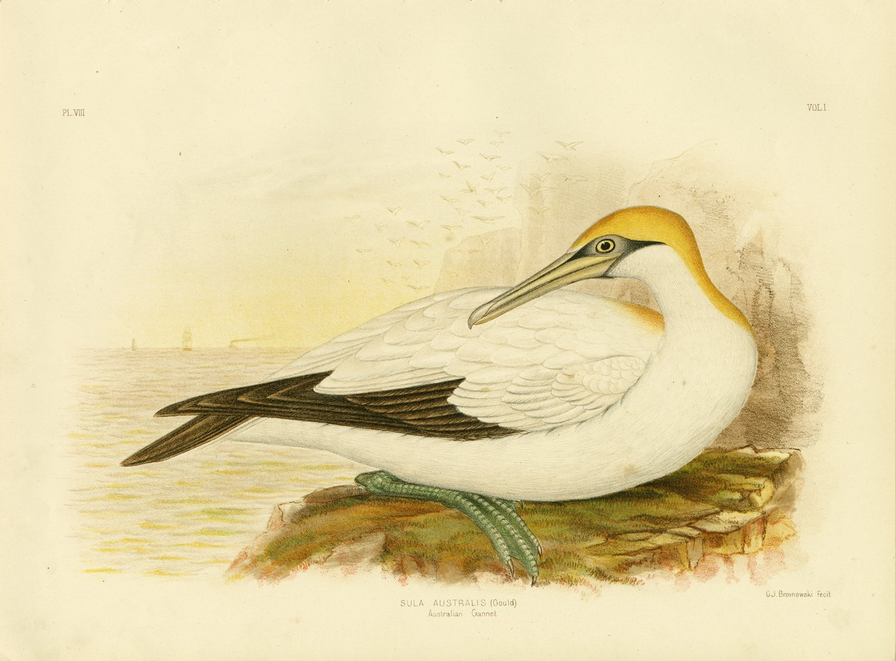 Australian Gannet, 1891 tekijältä Gracius Broinowski