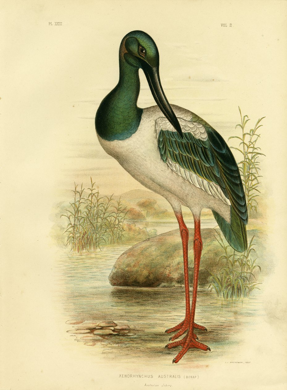 Australian jabiru eli mustakaulahaikara, 1891 tekijältä Gracius Broinowski