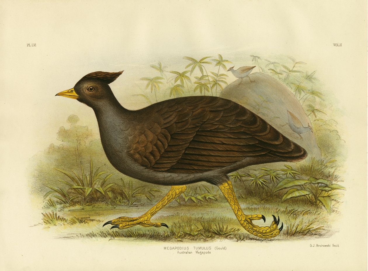 Australian Megapode, 1891 tekijältä Gracius Broinowski