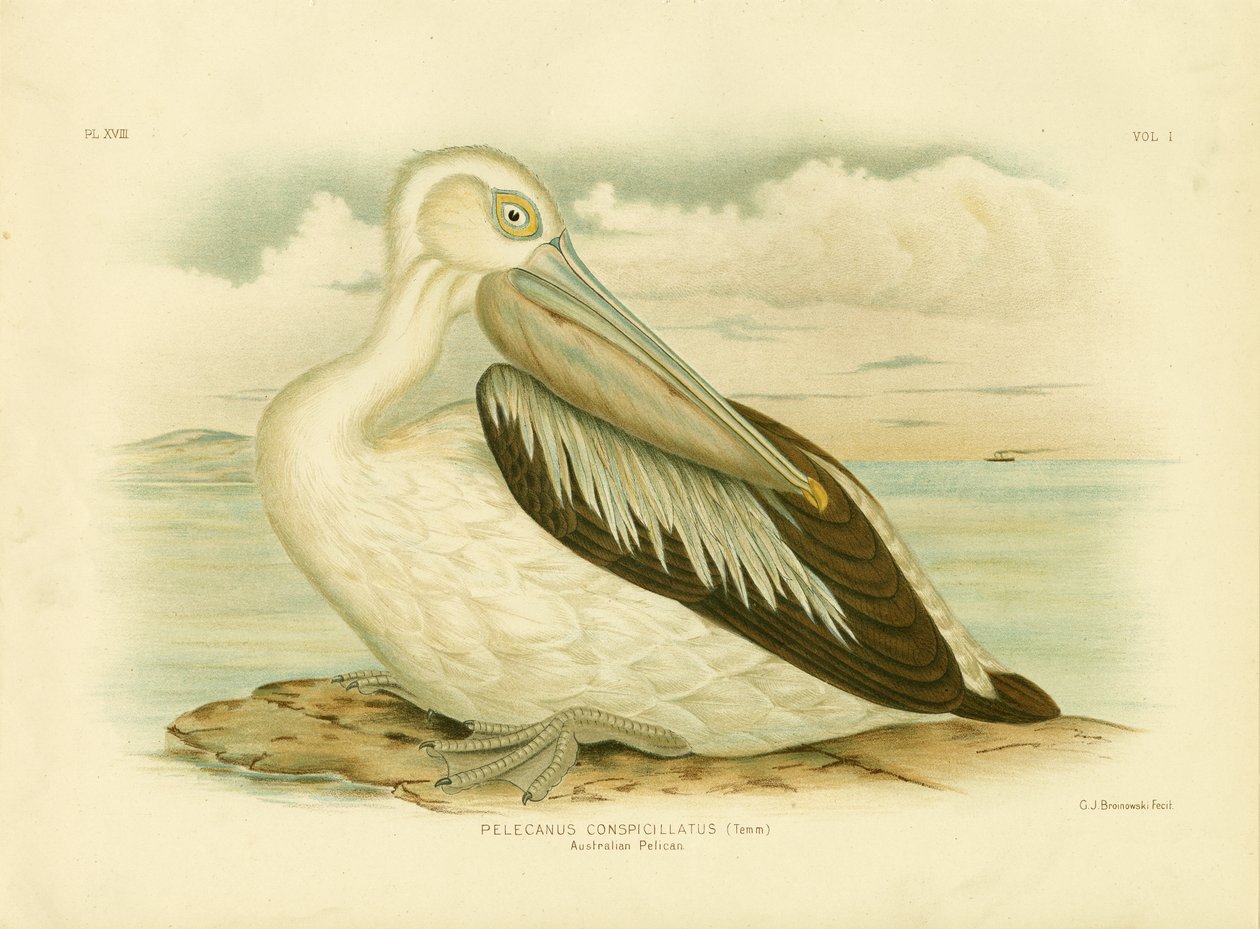 Australian pelikaani, 1891 tekijältä Gracius Broinowski