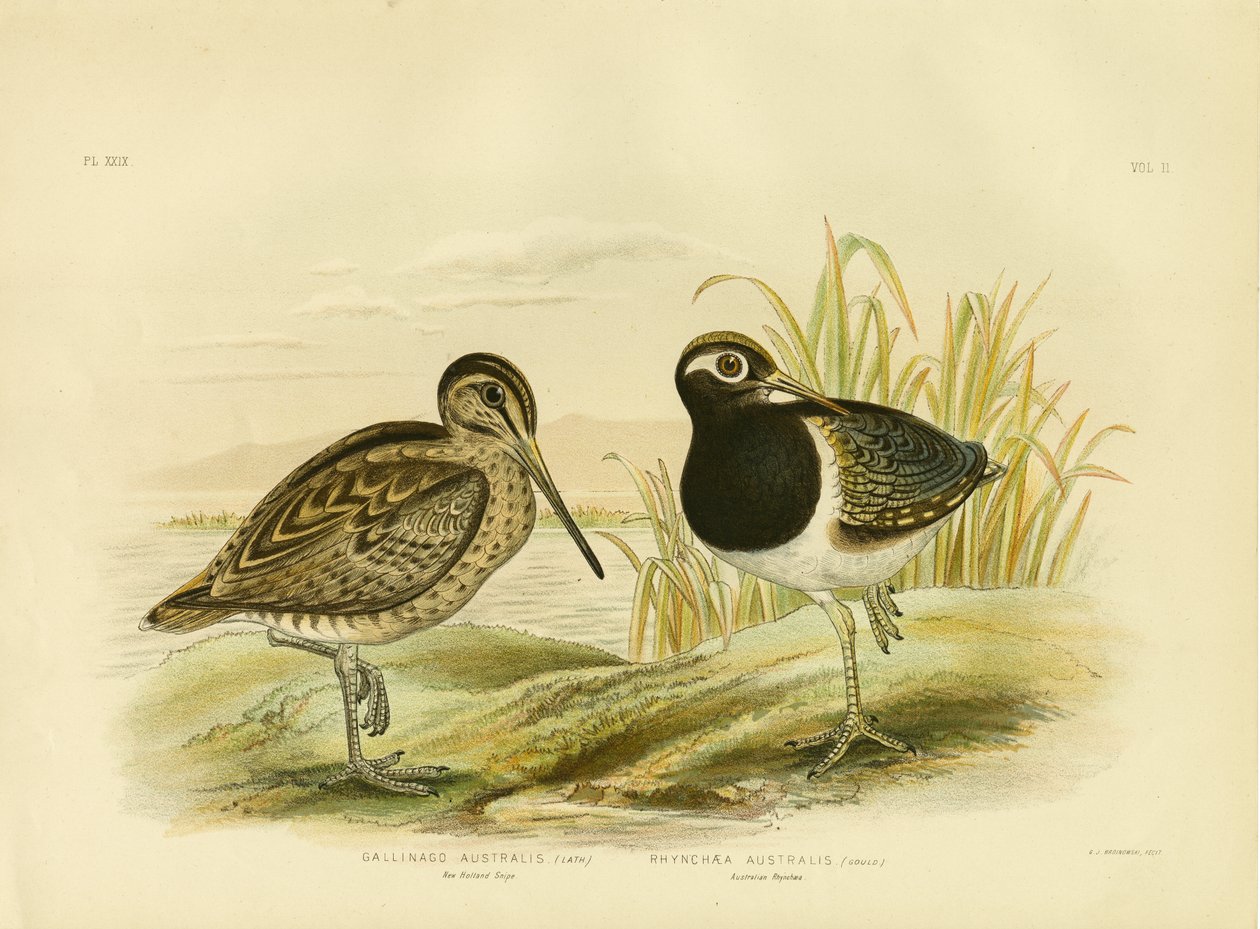 Australiankyyhkynen tai Lathamin kyyhkynen, 1891 tekijältä Gracius Broinowski
