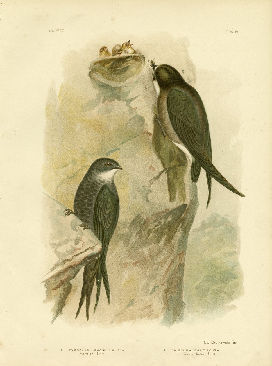Australian Swift tai Fork-Tailed Swift, 1891 tekijältä Gracius Broinowski
