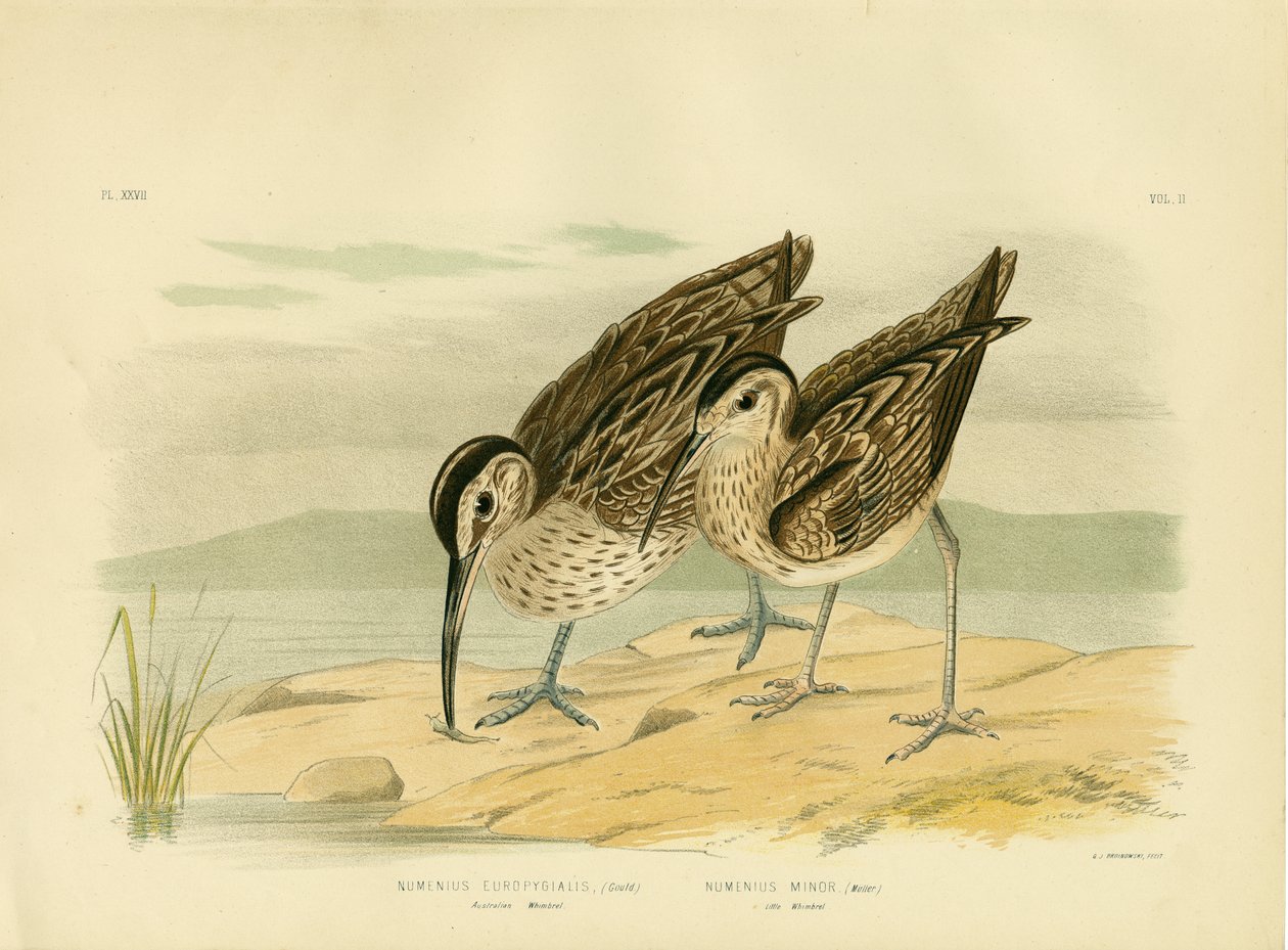 Australian Whimbrel, 1891 tekijältä Gracius Broinowski