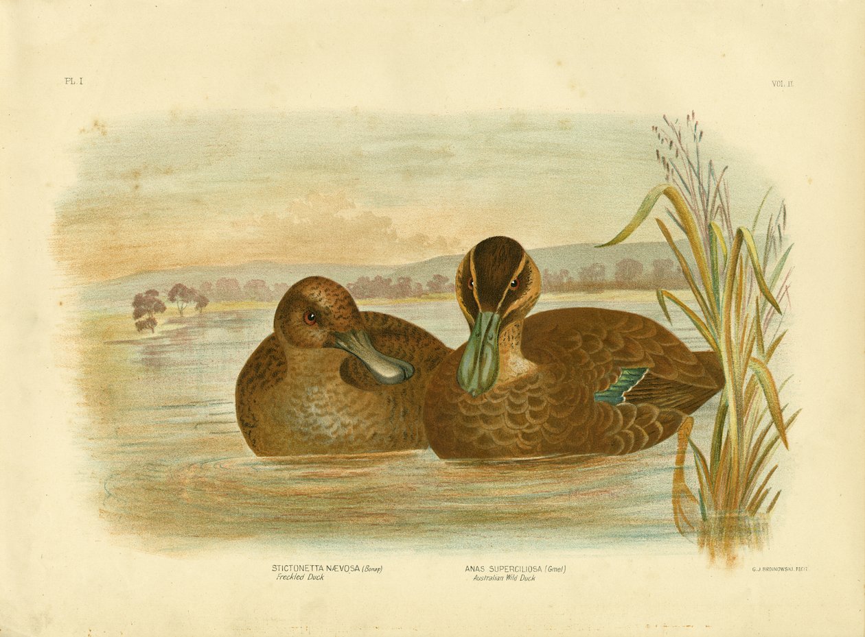 Australian villi ankka, 1891 tekijältä Gracius Broinowski