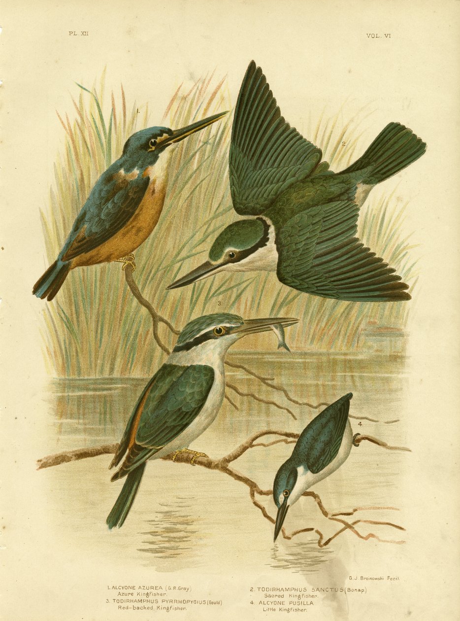 Azure Kingfisher, 1891 tekijältä Gracius Broinowski