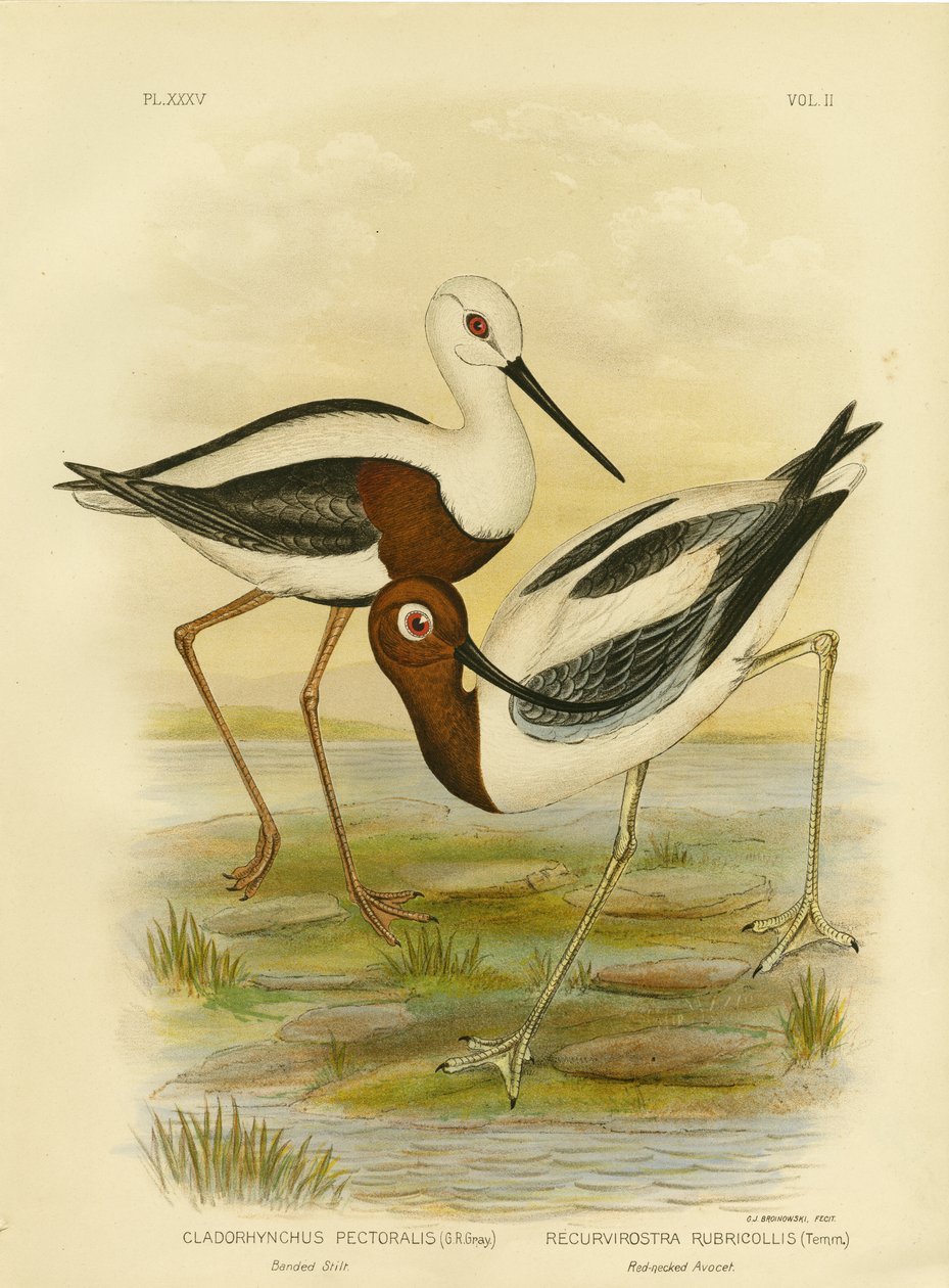 Nauhainen paalu, 1891 tekijältä Gracius Broinowski