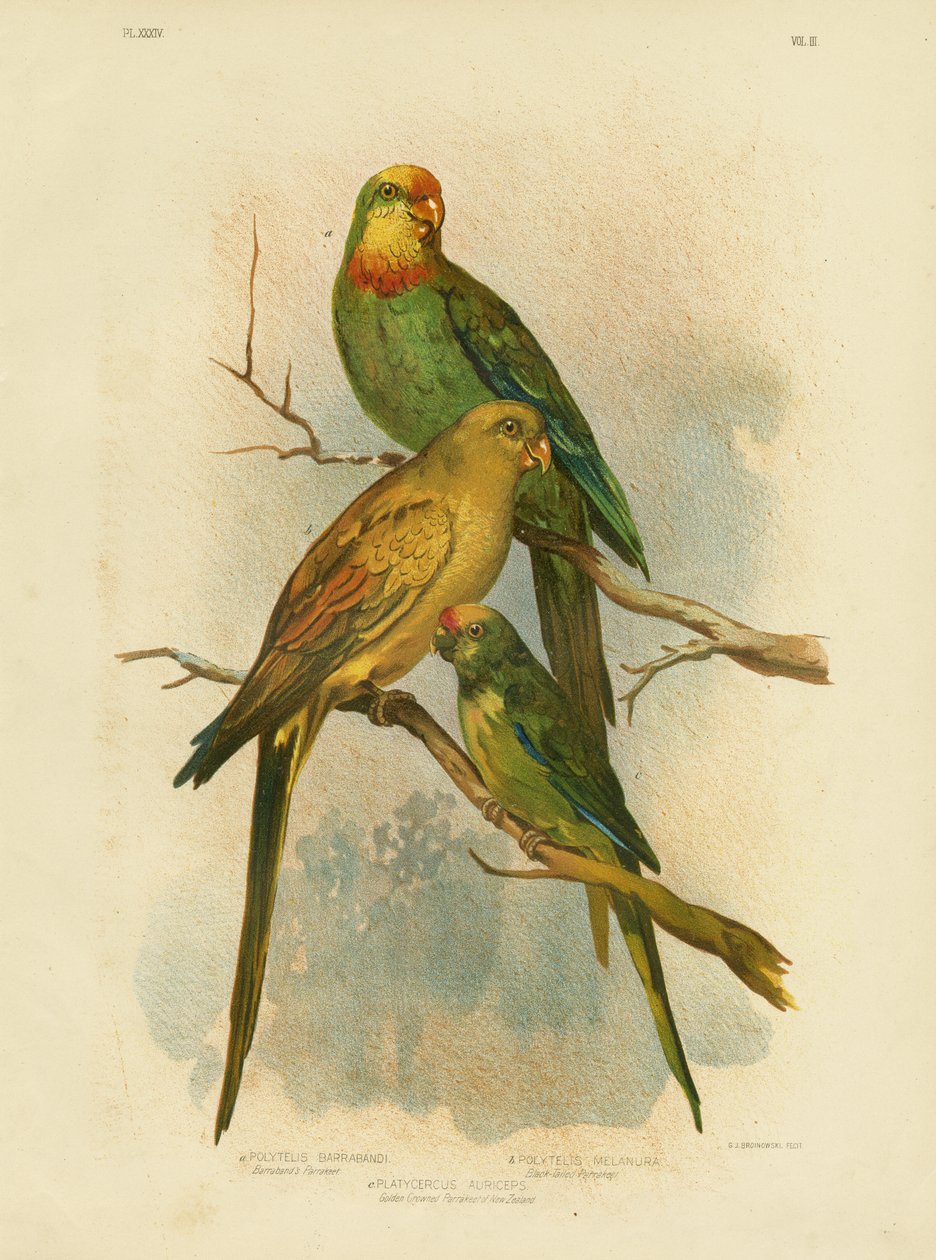 Barrabandin papukaija, 1891 tekijältä Gracius Broinowski