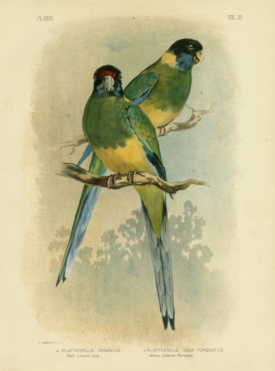 Bauerin papukaija tai Port Lincoln Lory, 1891 tekijältä Gracius Broinowski
