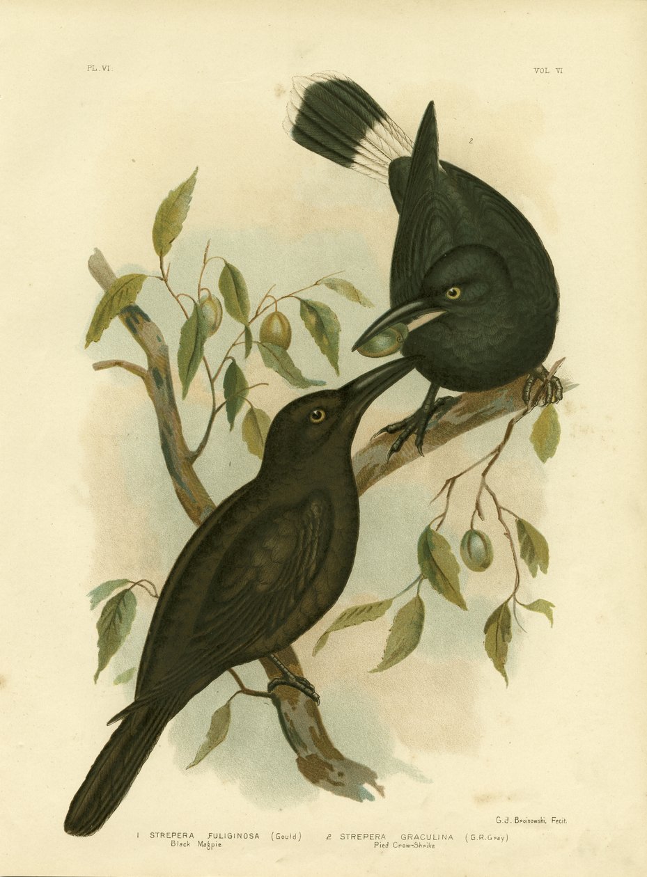 Musta harakka tai musta currawong, 1891 tekijältä Gracius Broinowski