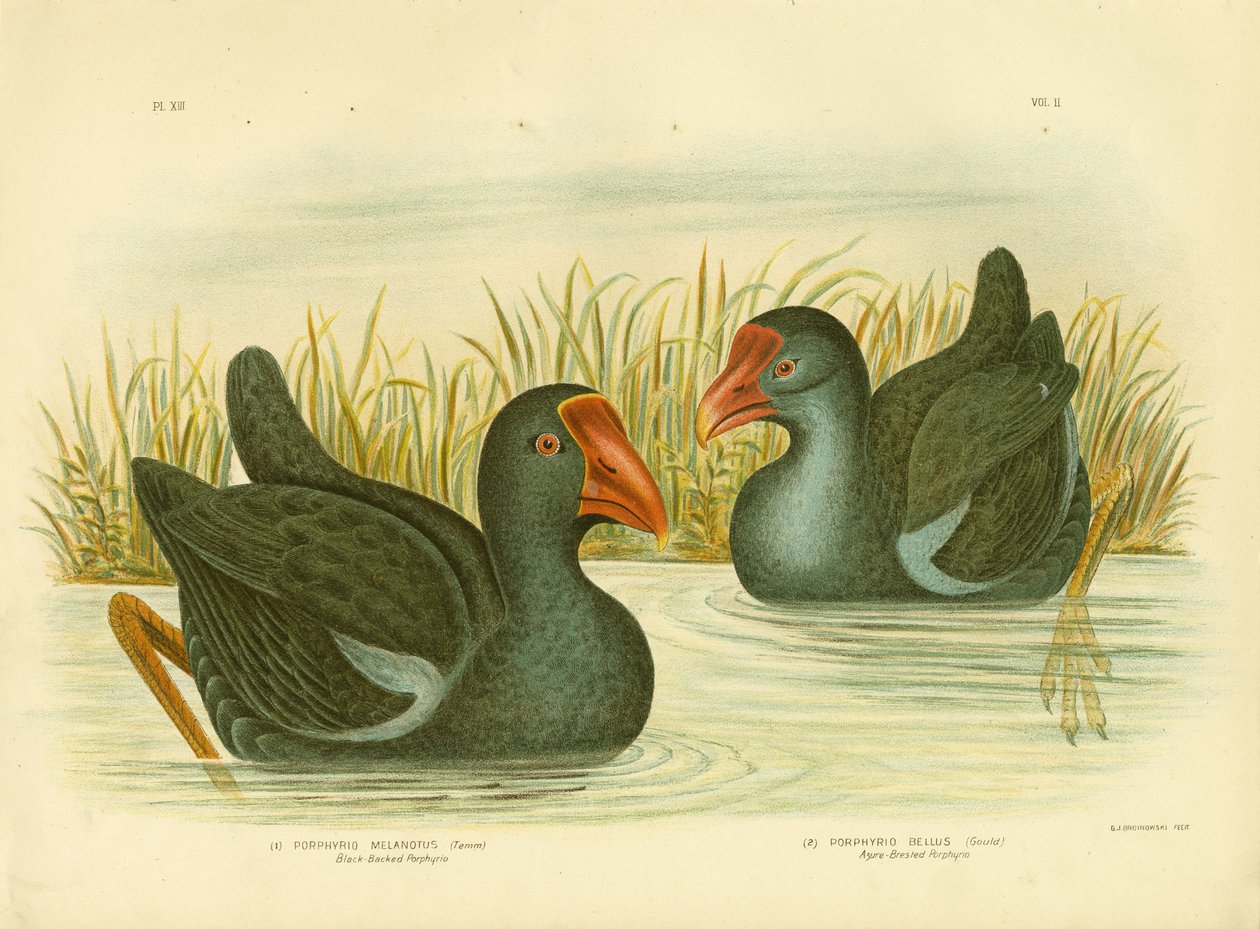 Mustaselkäinen Porphyrio, 1891 tekijältä Gracius Broinowski