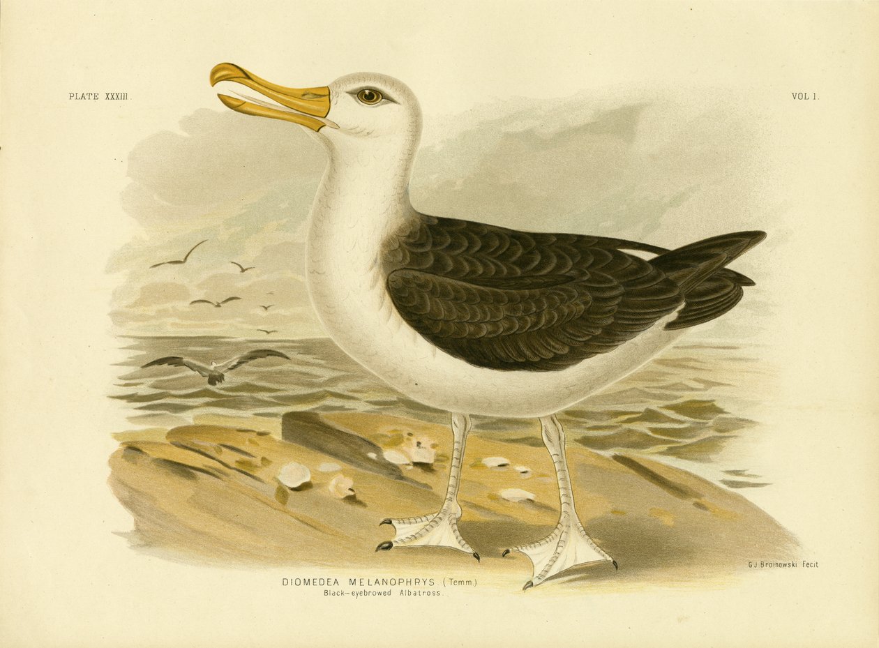 Mustakarva-albatrossi, 1891 tekijältä Gracius Broinowski