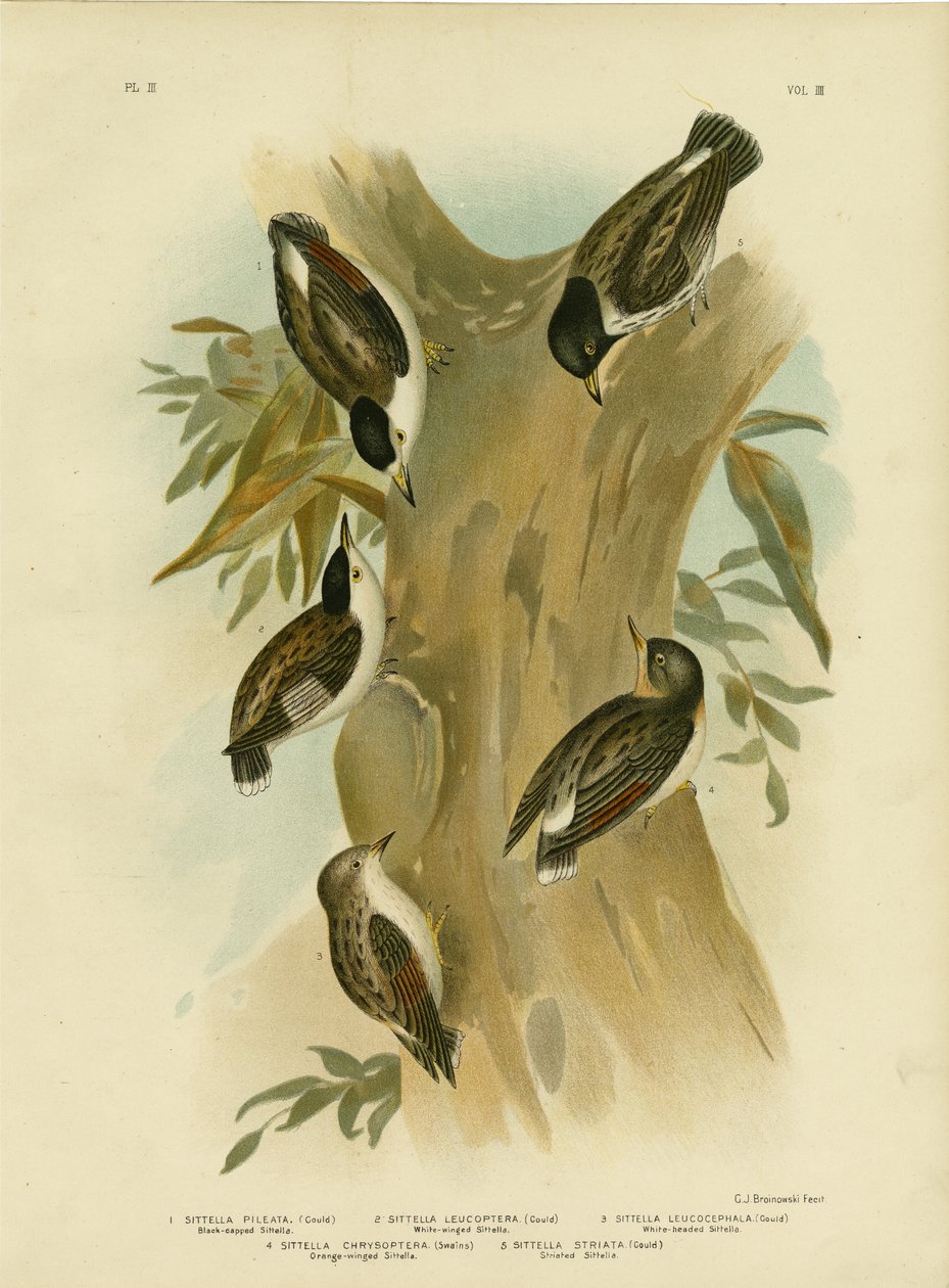 Mustakatkoinen Sittella, 1891 tekijältä Gracius Broinowski