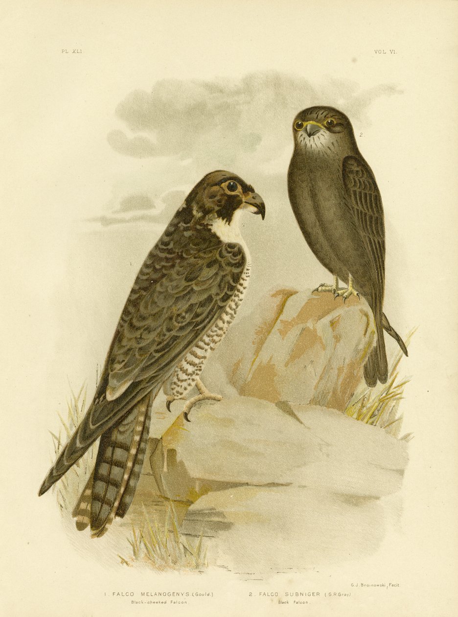 Black-cheeked Falcon, 1891 tekijältä Gracius Broinowski