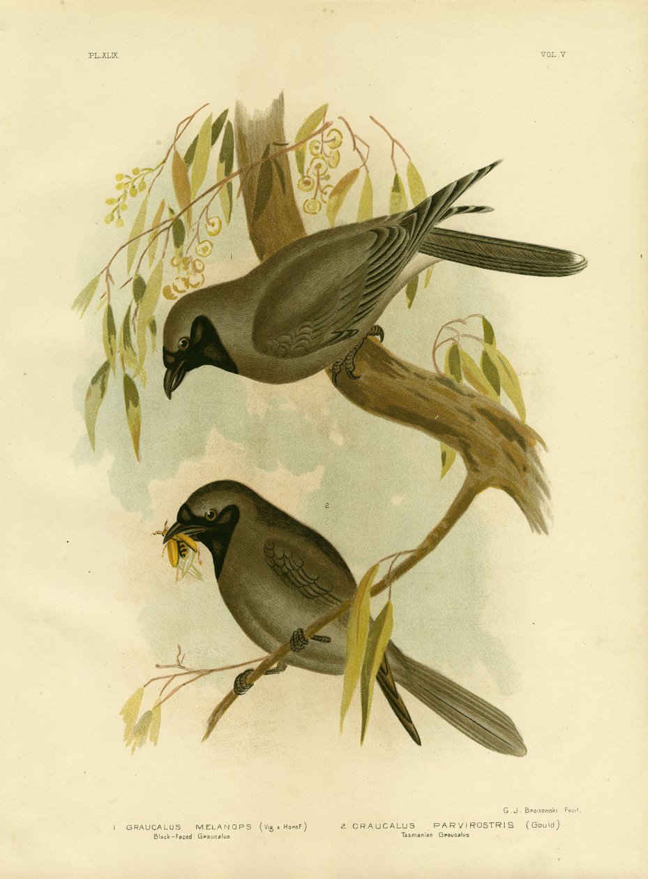Mustapyrstöhaikara, 1891 tekijältä Gracius Broinowski