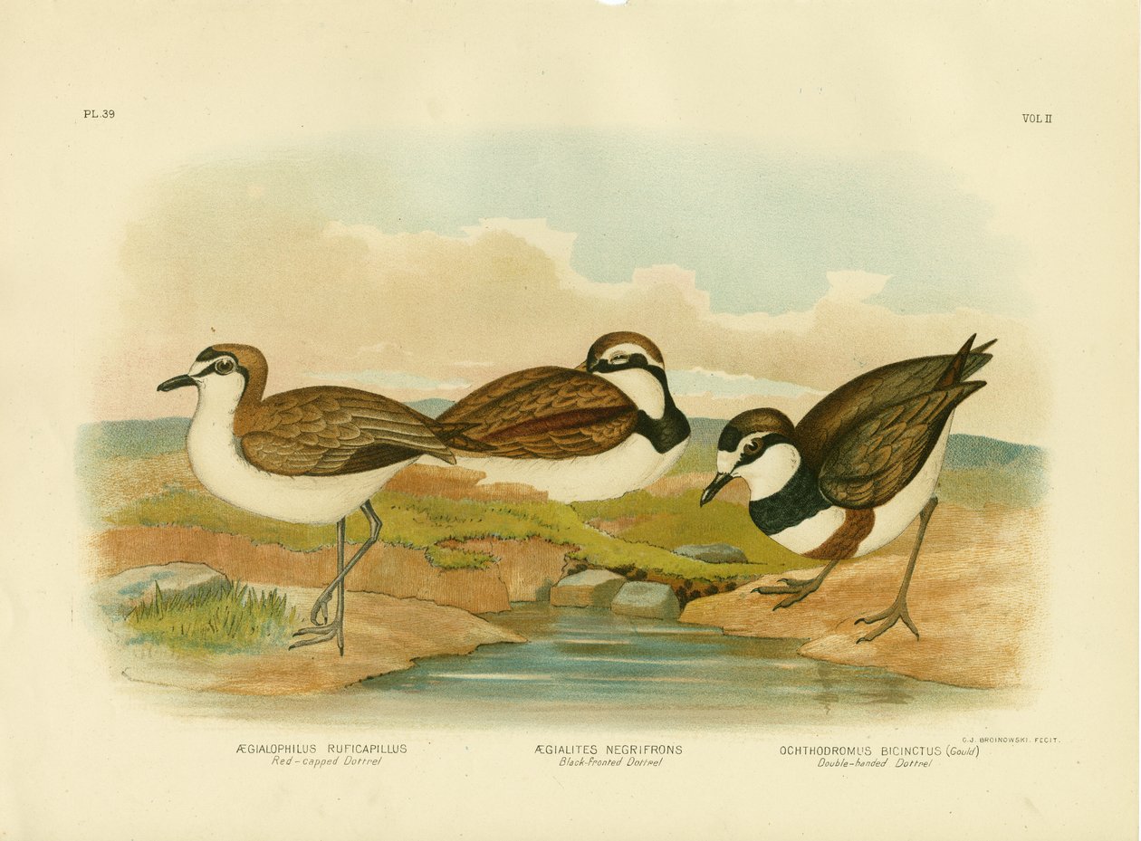 Mustaetuinen Dotterel, 1891 tekijältä Gracius Broinowski