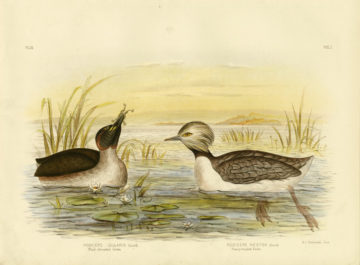 Mustakurkukka, 1891 tekijältä Gracius Broinowski