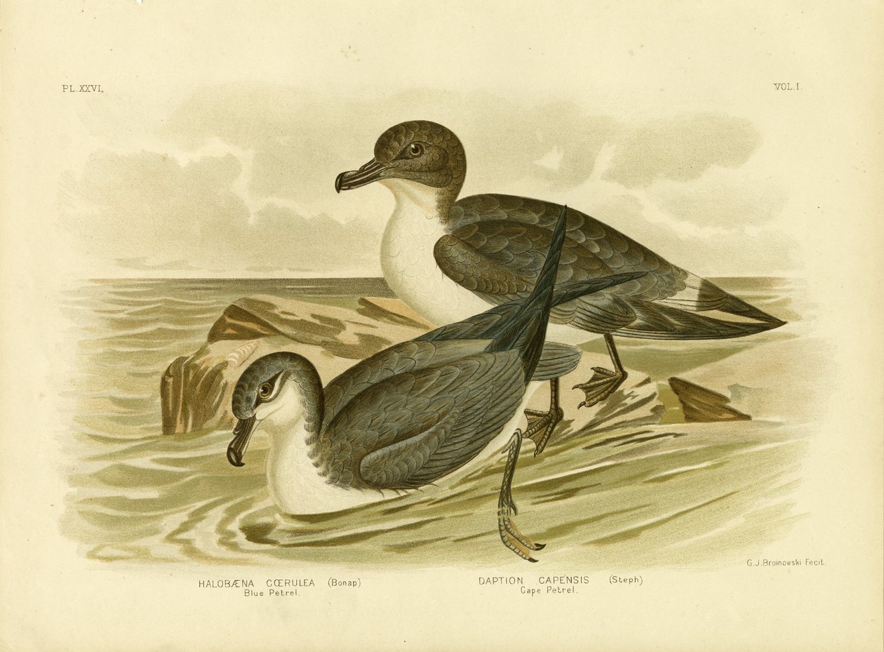 Blue Petrel, 1891 tekijältä Gracius Broinowski