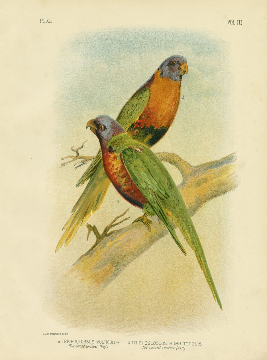 Sinivatsainen Loriketti, 1891 tekijältä Gracius Broinowski