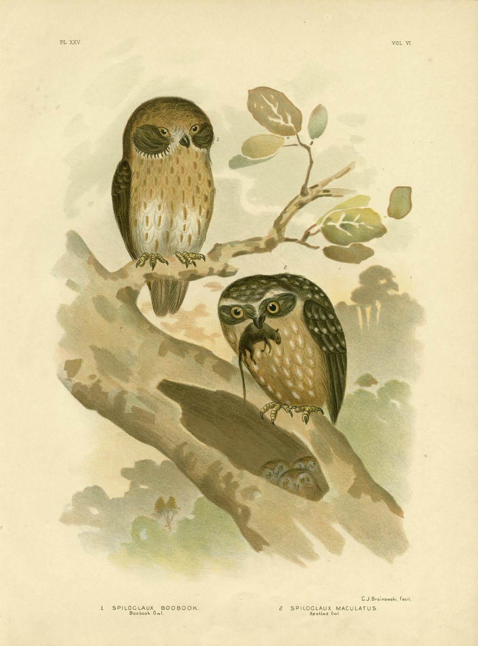 Kirjapöllö, 1891 tekijältä Gracius Broinowski
