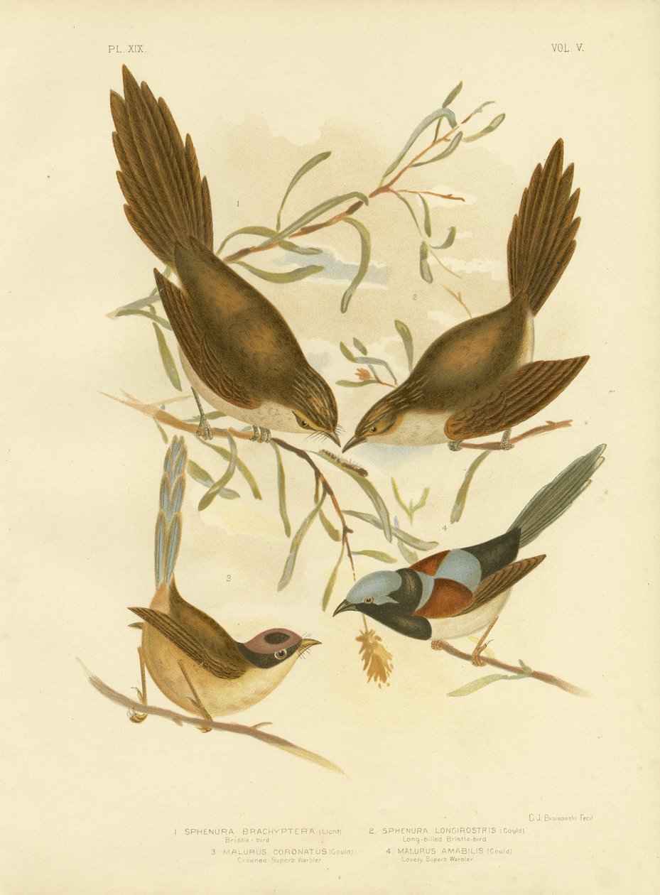 Bristle Bird, 1891 tekijältä Gracius Broinowski