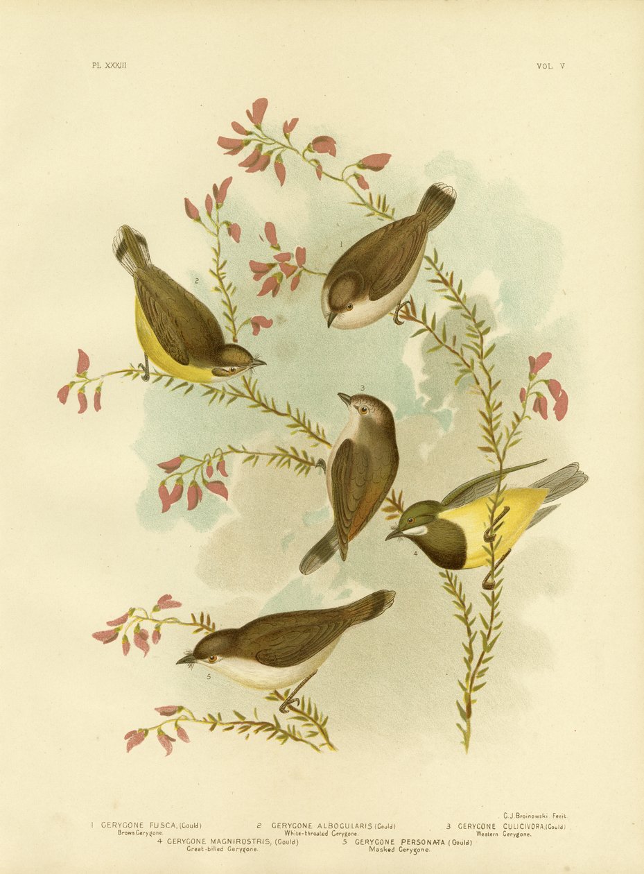 Ruskea Gerygone, 1891 tekijältä Gracius Broinowski