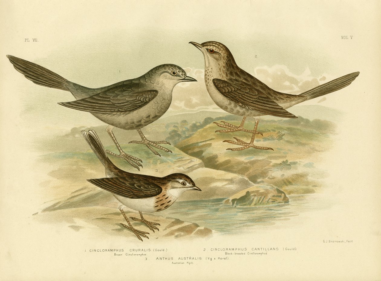 Brown Songlark, 1891 tekijältä Gracius Broinowski