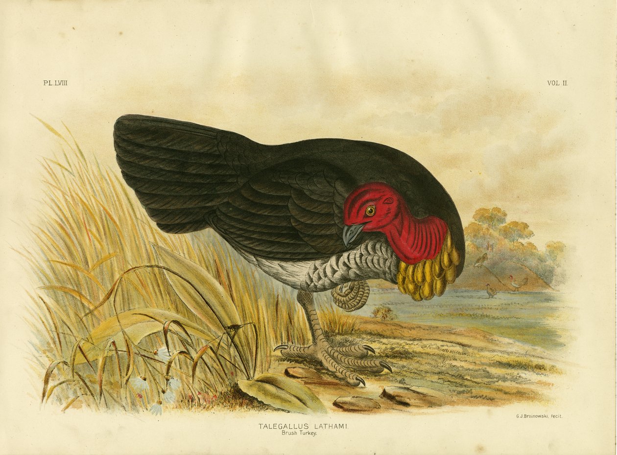 Brush Turkki, 1891 tekijältä Gracius Broinowski