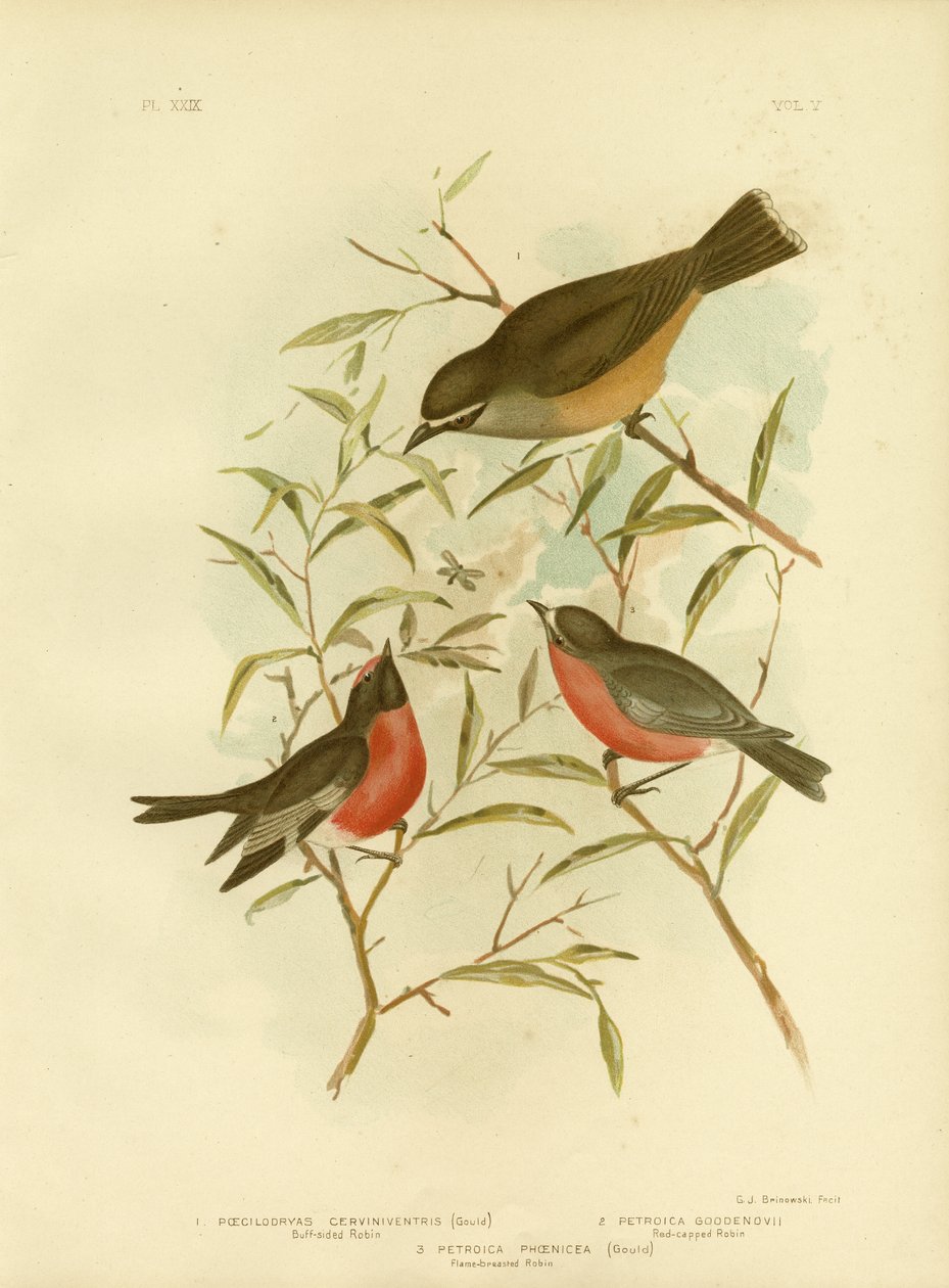 Buff-Sided Robin, 1891 tekijältä Gracius Broinowski