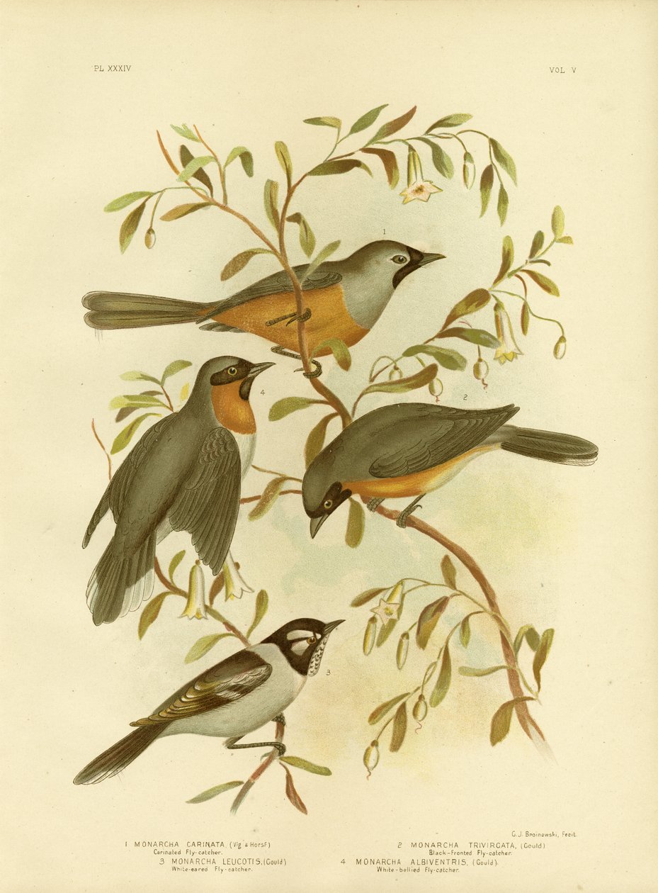 Carinated Flycatcher Or Black-Faced Monarch, 1891 tekijältä Gracius Broinowski