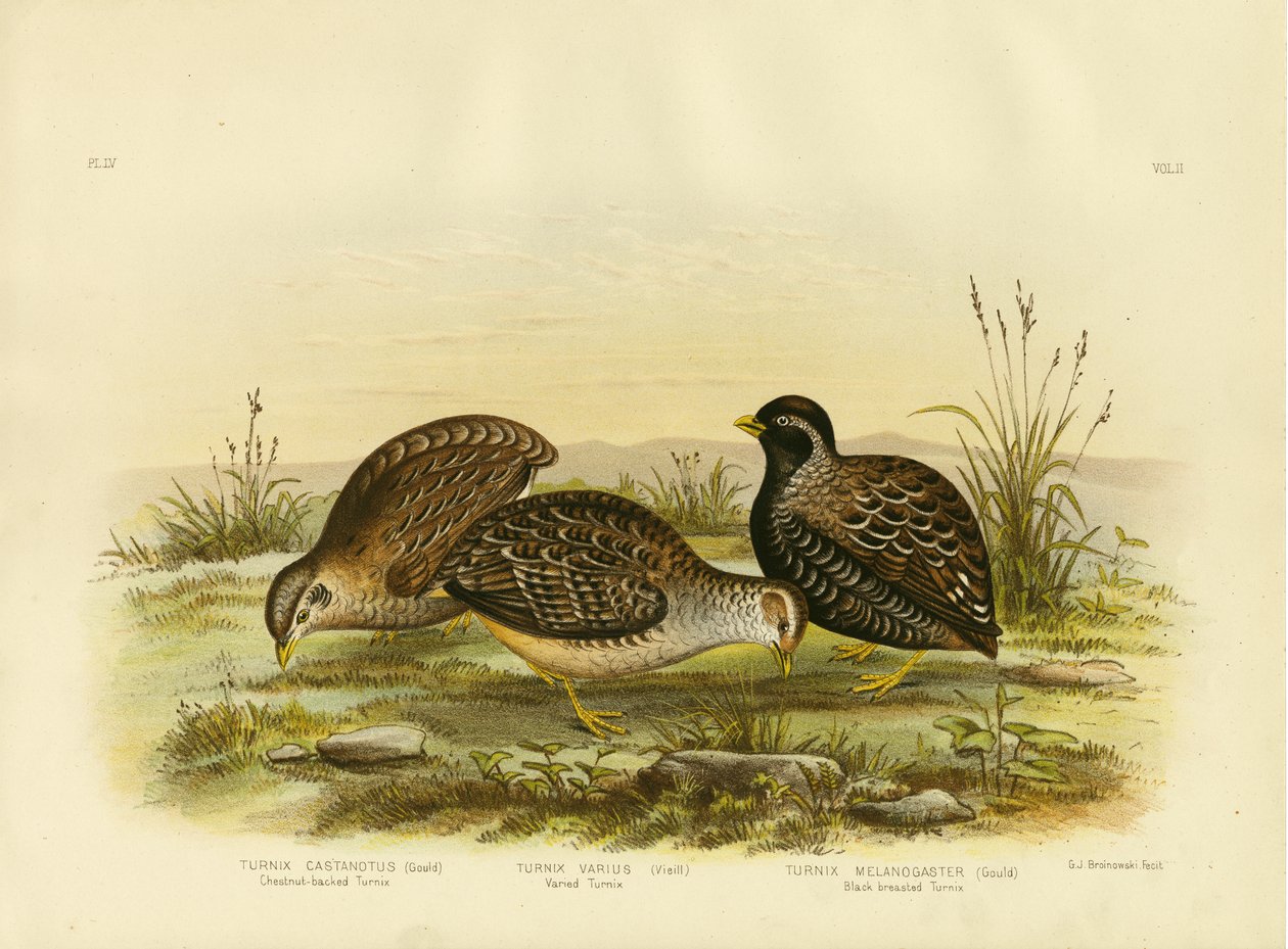 Kastanjataustainen Turnix, 1891 tekijältä Gracius Broinowski