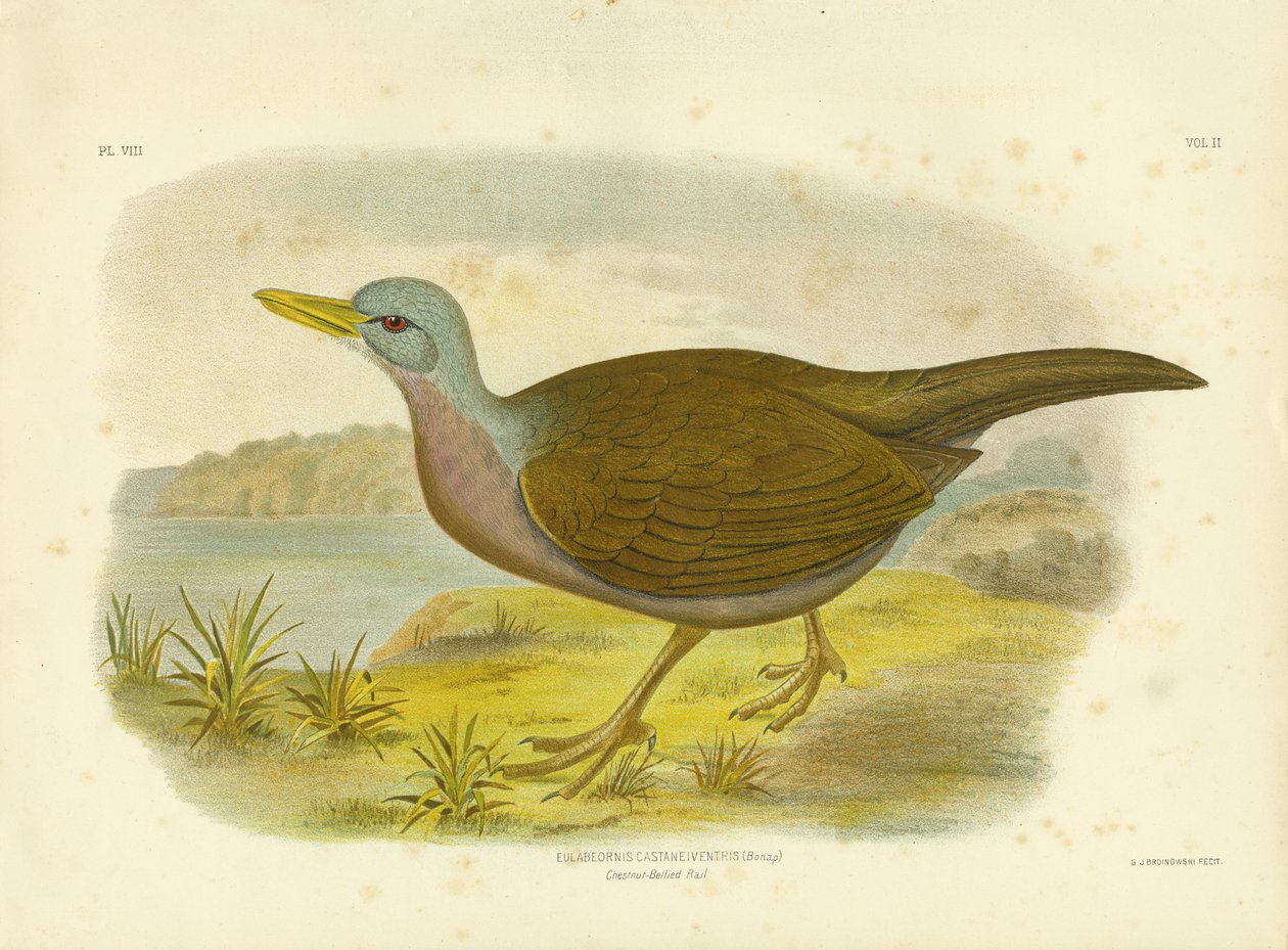Chestnut Bellied Rail, 1891 tekijältä Gracius Broinowski