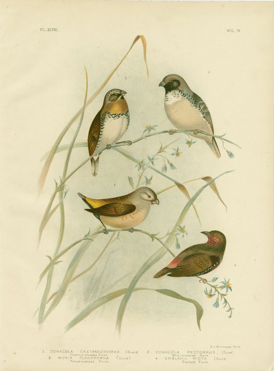 Kastanjarintapeippo, 1891 tekijältä Gracius Broinowski