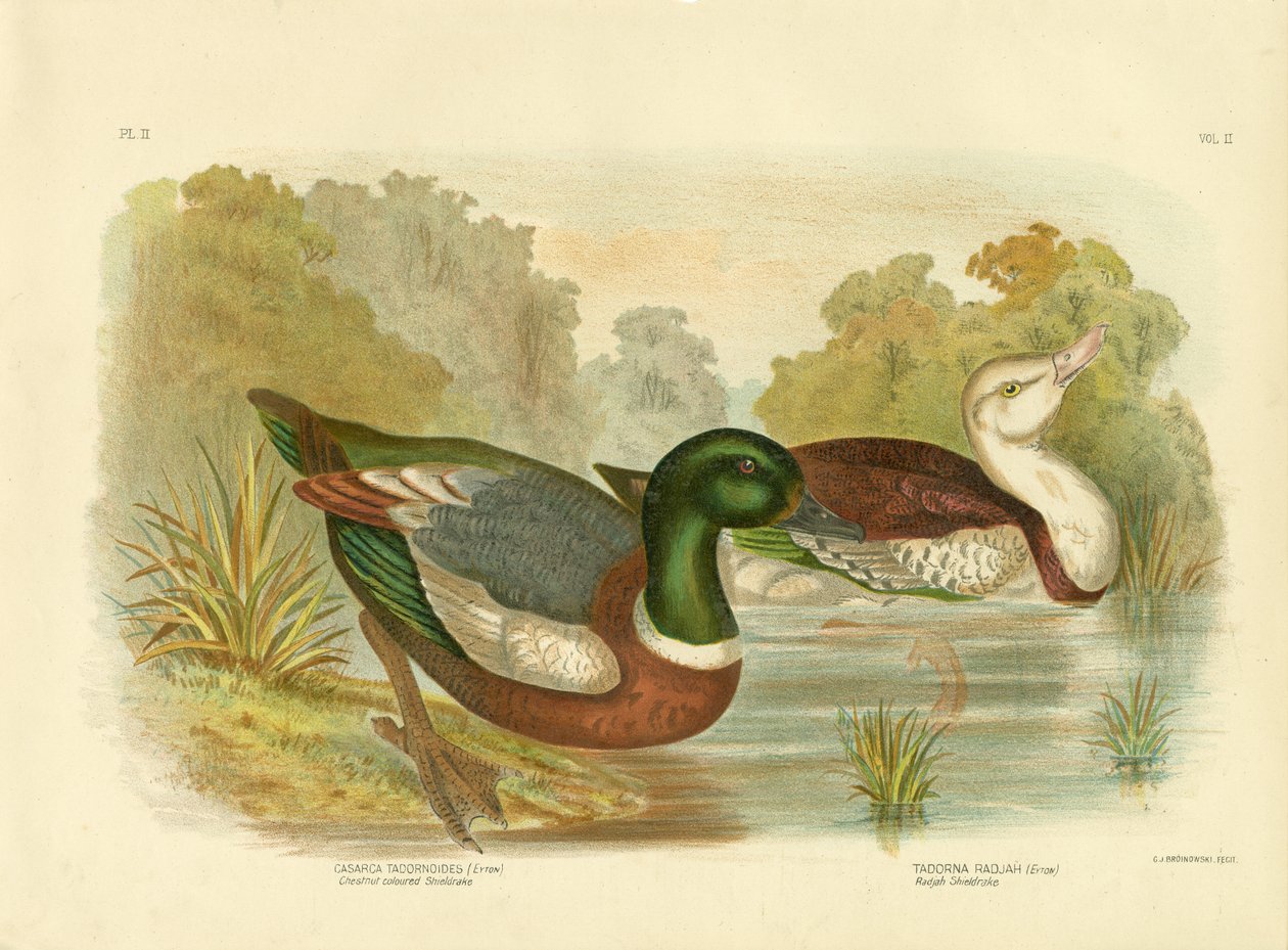 Kastanjanvärinen shieldrake tai Australian Shelduck, 1891 tekijältä Gracius Broinowski