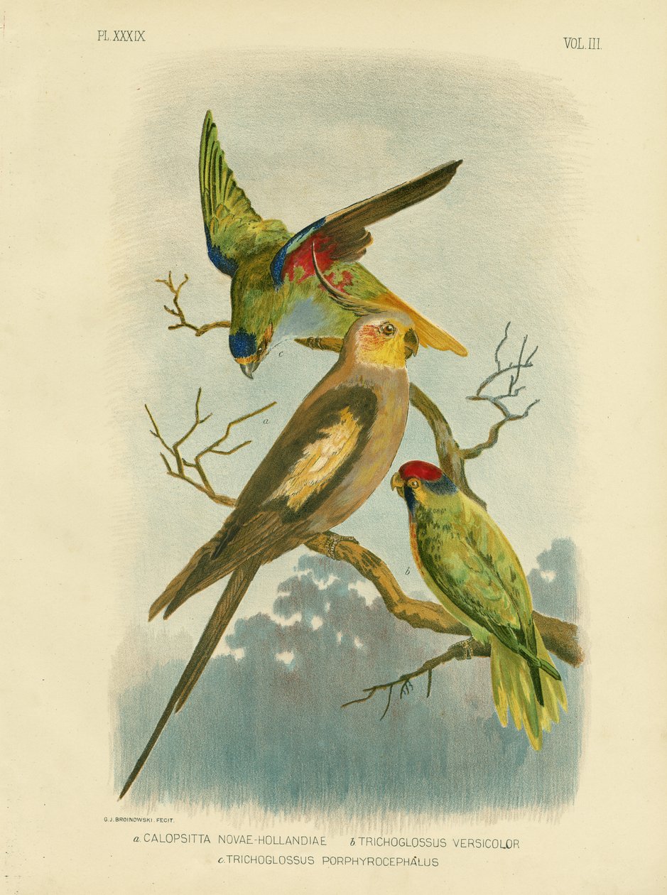 Cockatoo papukaija tai cockatiel, 1891 tekijältä Gracius Broinowski