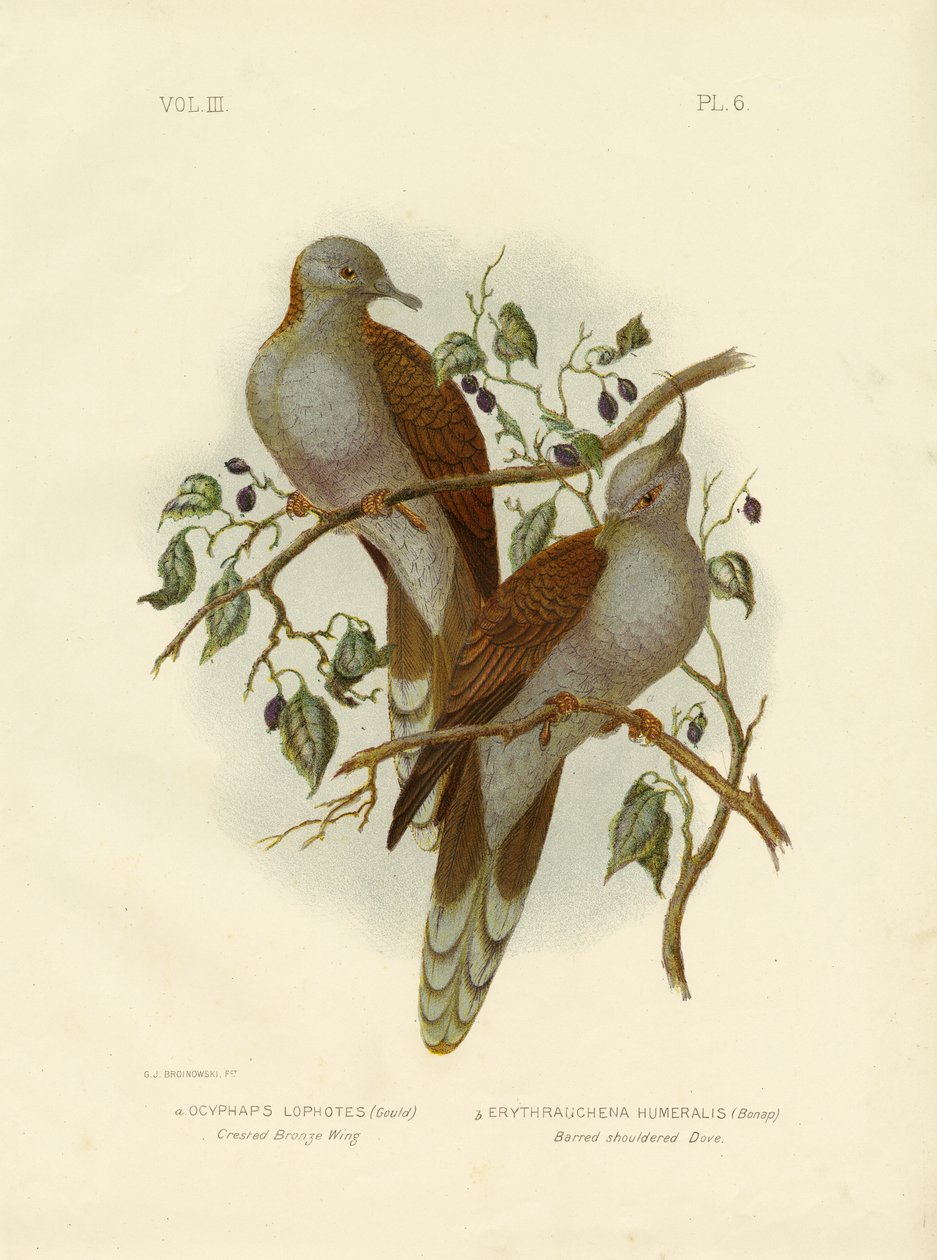 Crested Bronze Wing tai Crested Pigeon, 1891 tekijältä Gracius Broinowski