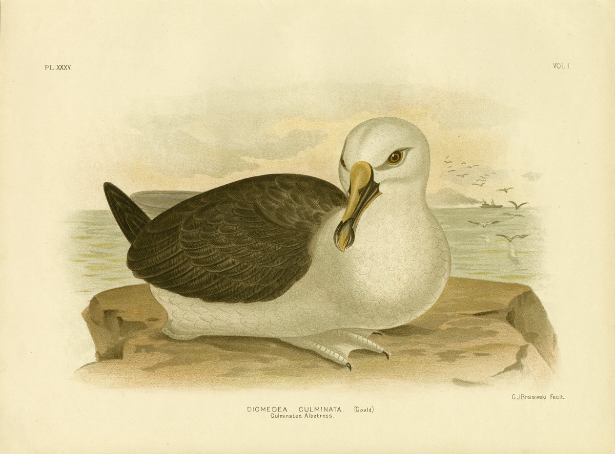 Huipentunut Albatross, 1891 tekijältä Gracius Broinowski