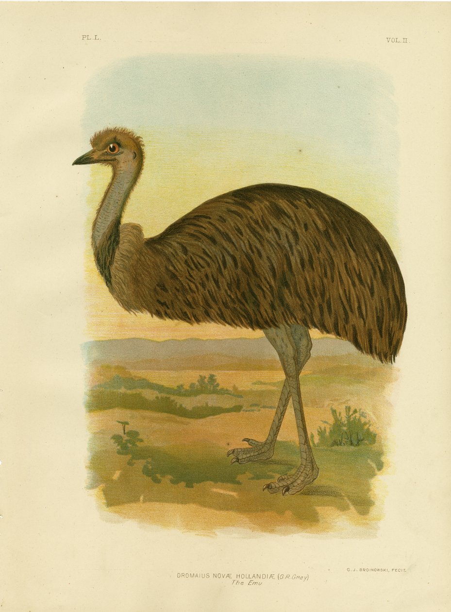 Emu, 1891 tekijältä Gracius Broinowski