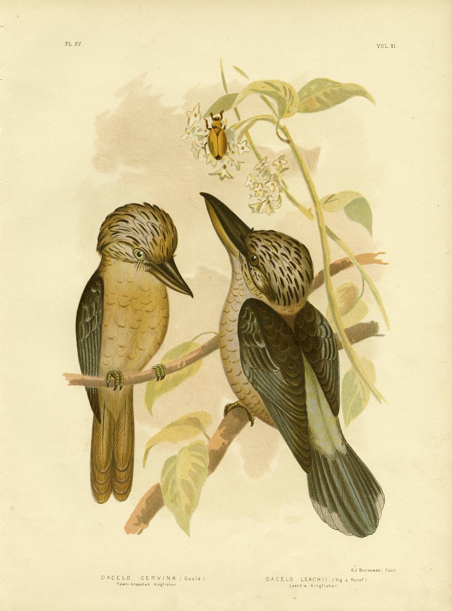 Fawn Breasted Kingfisher, 1891 tekijältä Gracius Broinowski