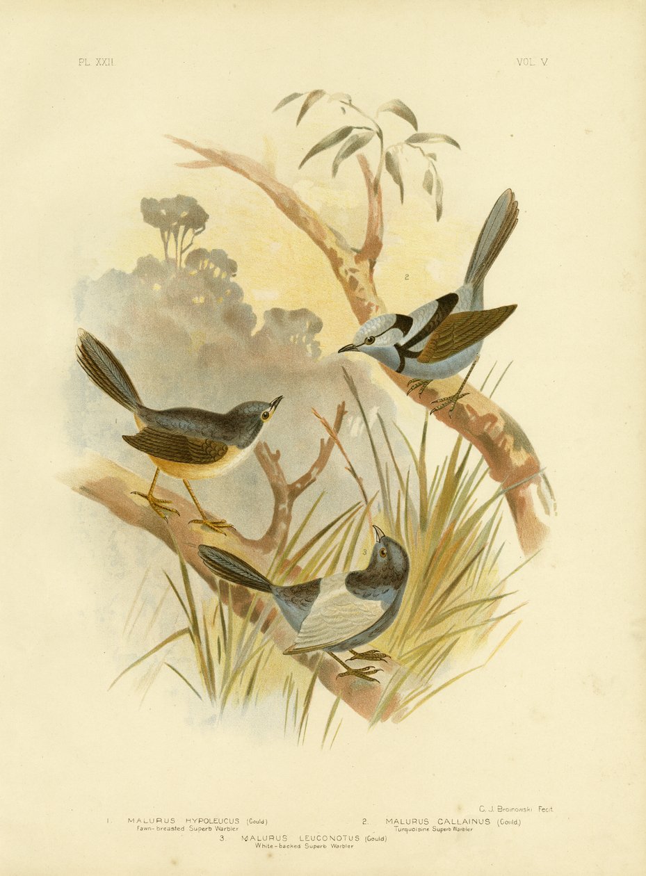 Fawn Breasted Superb Warbler, 1891 tekijältä Gracius Broinowski