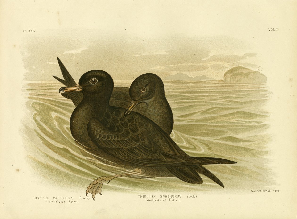 Lihajalkainen Petrel, 1891 tekijältä Gracius Broinowski