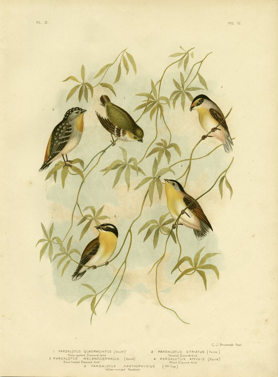 Forty-spotted Diamondbird tai Forty-spotted Pardalote, 1891 tekijältä Gracius Broinowski