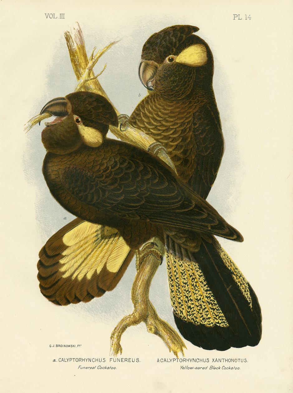 Funereal Cockatoo, 1891 tekijältä Gracius Broinowski