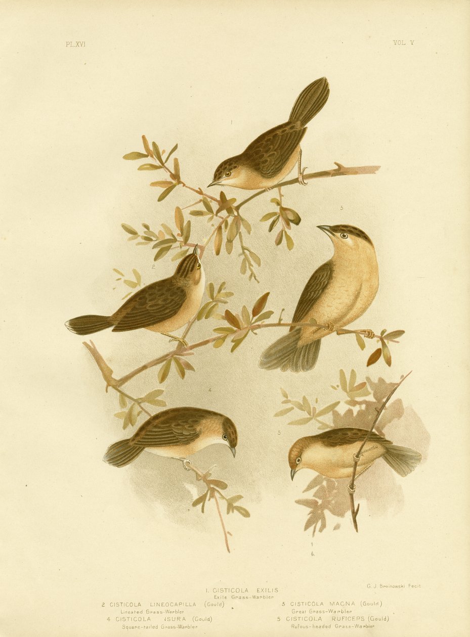 Kultapäinen tai kultakantinen Cisticola, 1891 tekijältä Gracius Broinowski