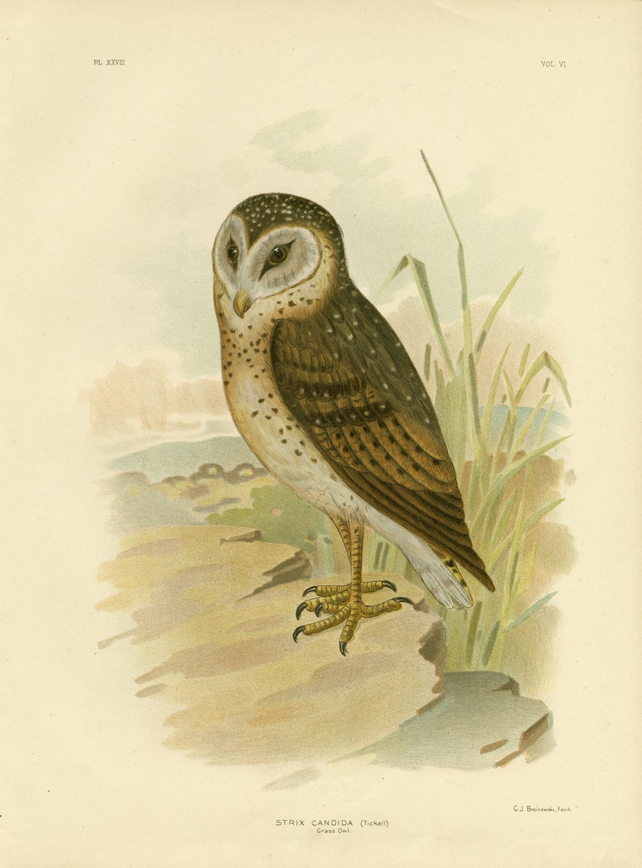 Ruohopöllö, 1891 tekijältä Gracius Broinowski
