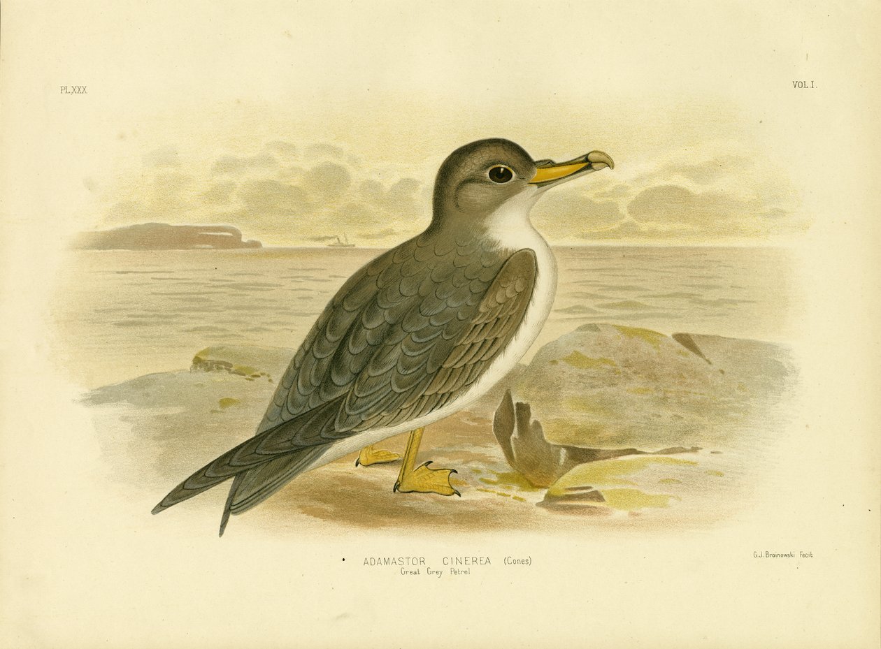 Great Grey Petrel, 1891 tekijältä Gracius Broinowski